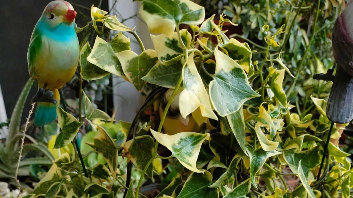 Monsoon care of English ivy #gardening #plantlovers #beautiful#gardeningtips#carview