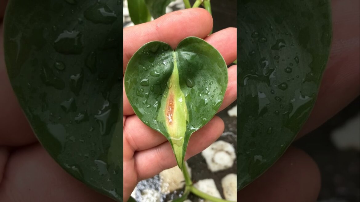 needed tips for philodendron plant to make it fresh and alive needed tips for philodendron plant to make it fresh and alive