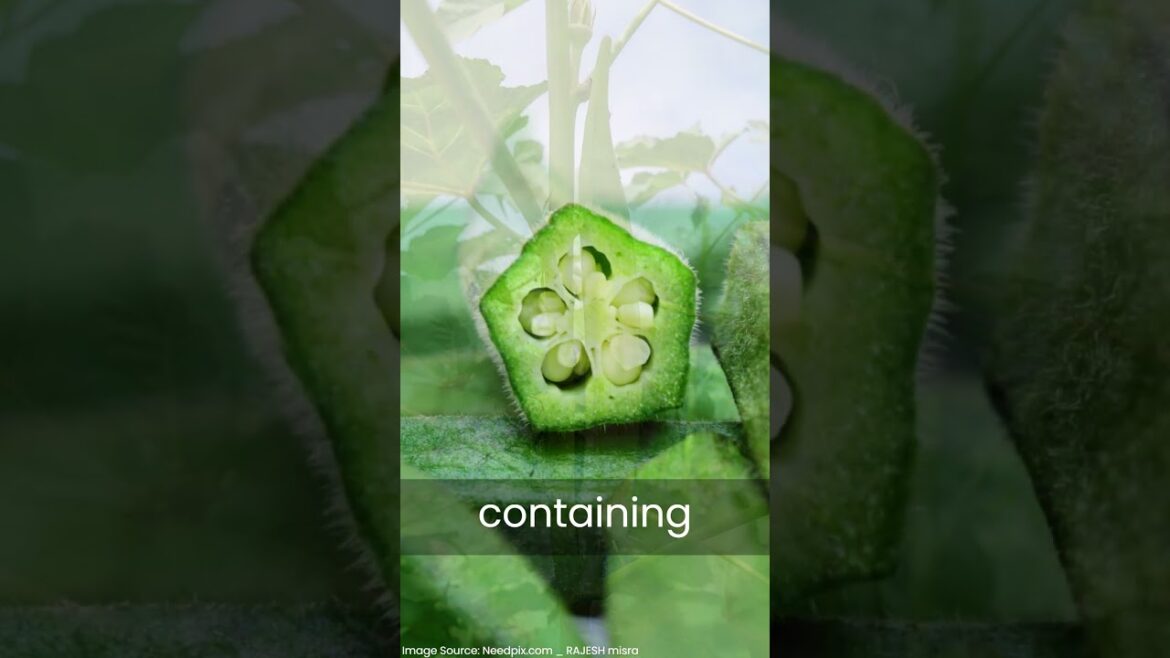 Abelmoschus Esculentus (#vegetableplant #okra #gumbo #ladysfiner #bhindi #abelmoschusesculentus )