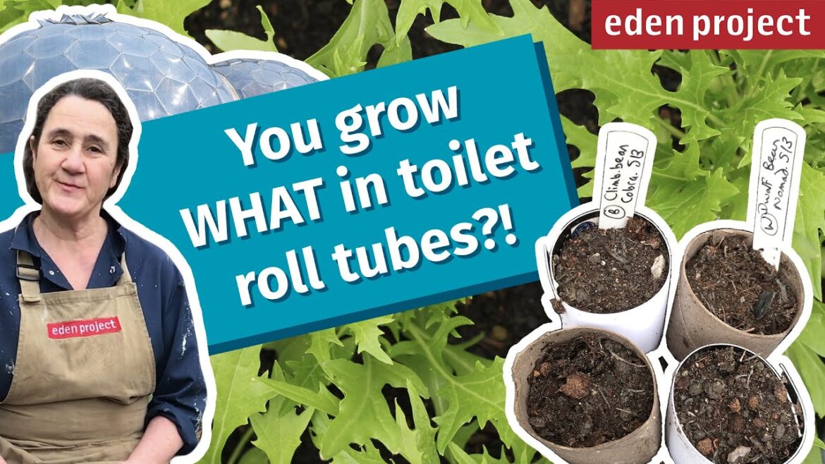 Easy Vegetable Gardening for Beginners: Planting Seeds, Growing Vegetables and More Easy Vegetable Gardening for Beginners: Planting Seeds, Growing Vegetables and More