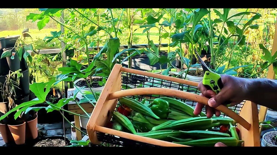 Mega Okra Harvest || Post Vacation Update Mega Okra Harvest || Post Vacation Update