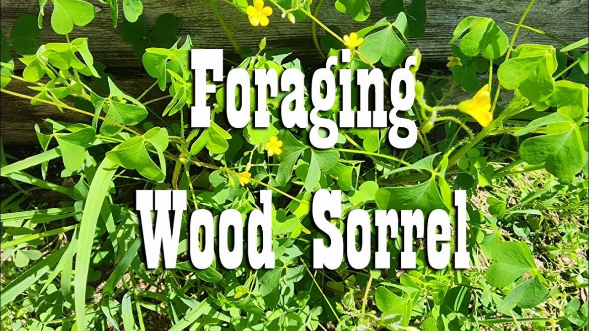 Foraging for Wood Sorrel ~ Self Reliance Skill Foraging for Wood Sorrel ~ Self Reliance Skill