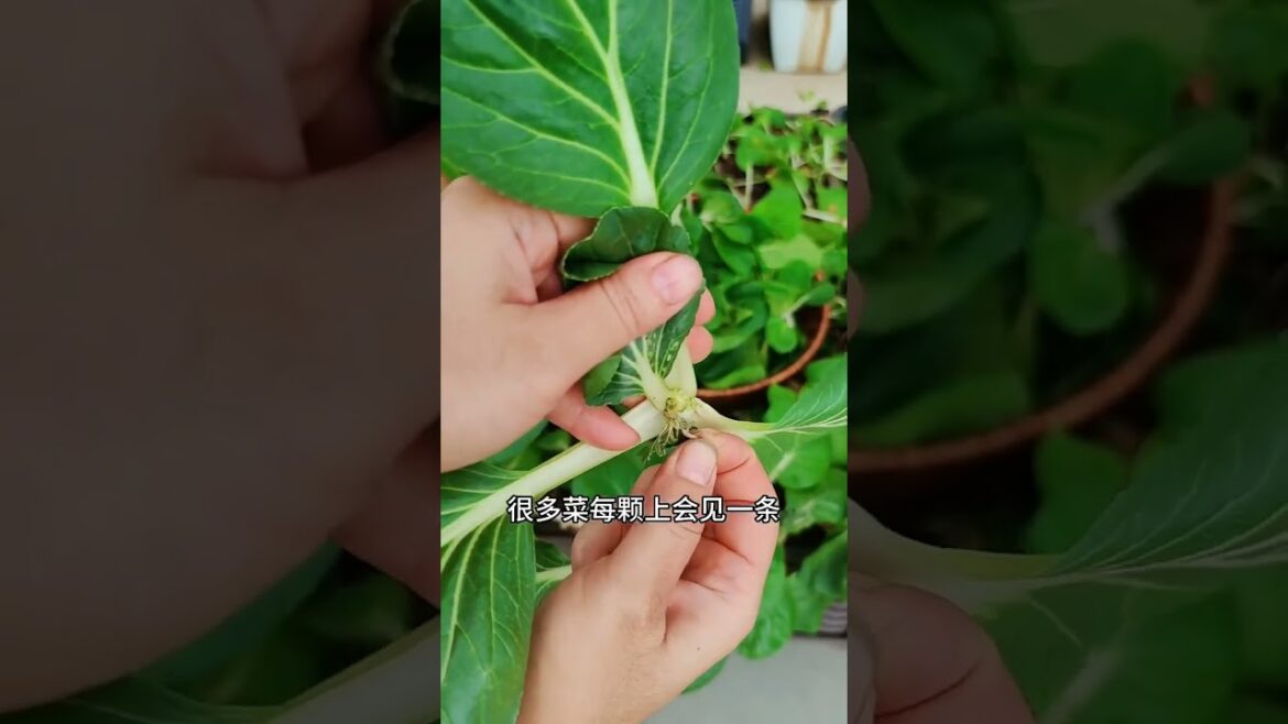 DIY garden| Idea for growing vegetable #short #DIYgarden