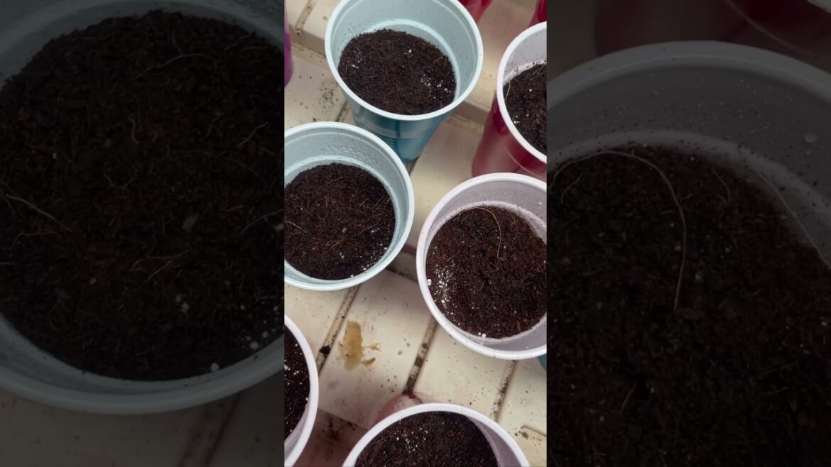 GET STRONGER ROOTS FOR YOUR PLANTS! #indoorgarden #howto #plants #gardeningtips #indoorplants