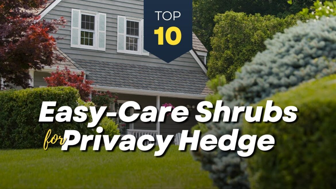 TOP 10 Easy Care Shrubs ππΊ for Outdoor Privacy Hedge Plants π‘π³ TOP 10 Easy Care Shrubs ππΊ for Outdoor Privacy Hedge Plants π‘π³
