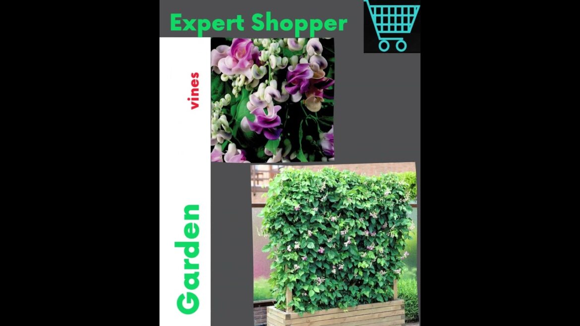 CHUXAY GARDEN Cochliasanthus Caracalla-Corkscrew Vine | #gadgets | #shorts