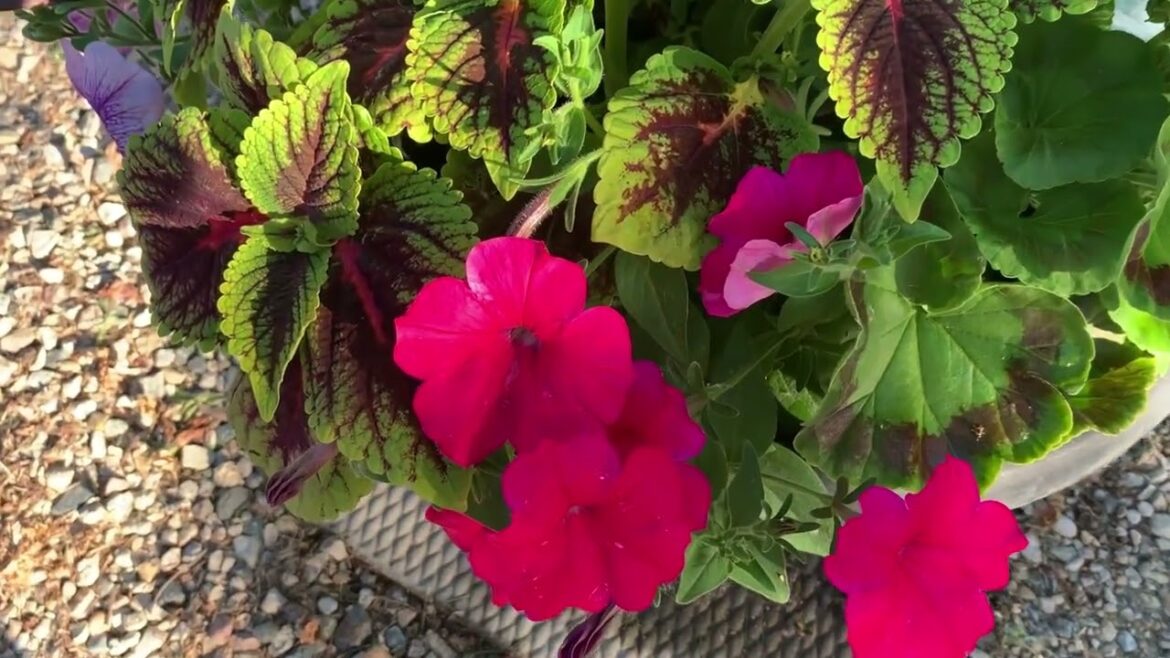 Driveway Flower Containers Looking Good! #containergardening #garden #gardening