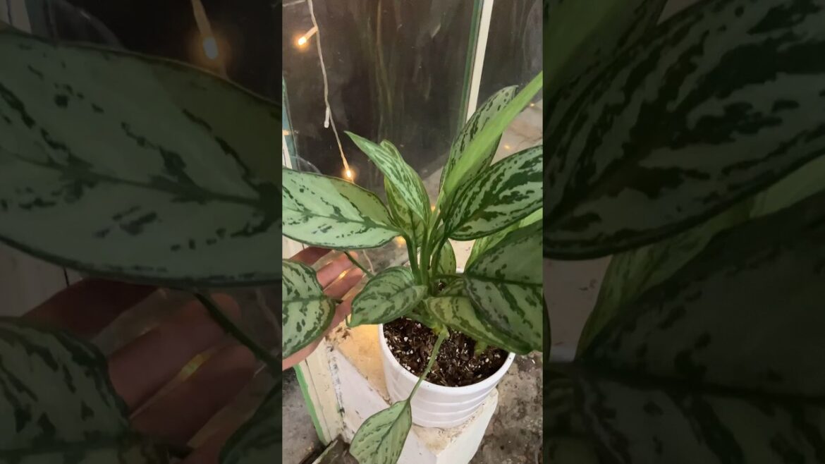 aglaonema silver with 3  new friends my costumers order
