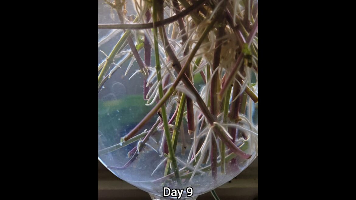 Mint cuttings turned rootings in 14 days