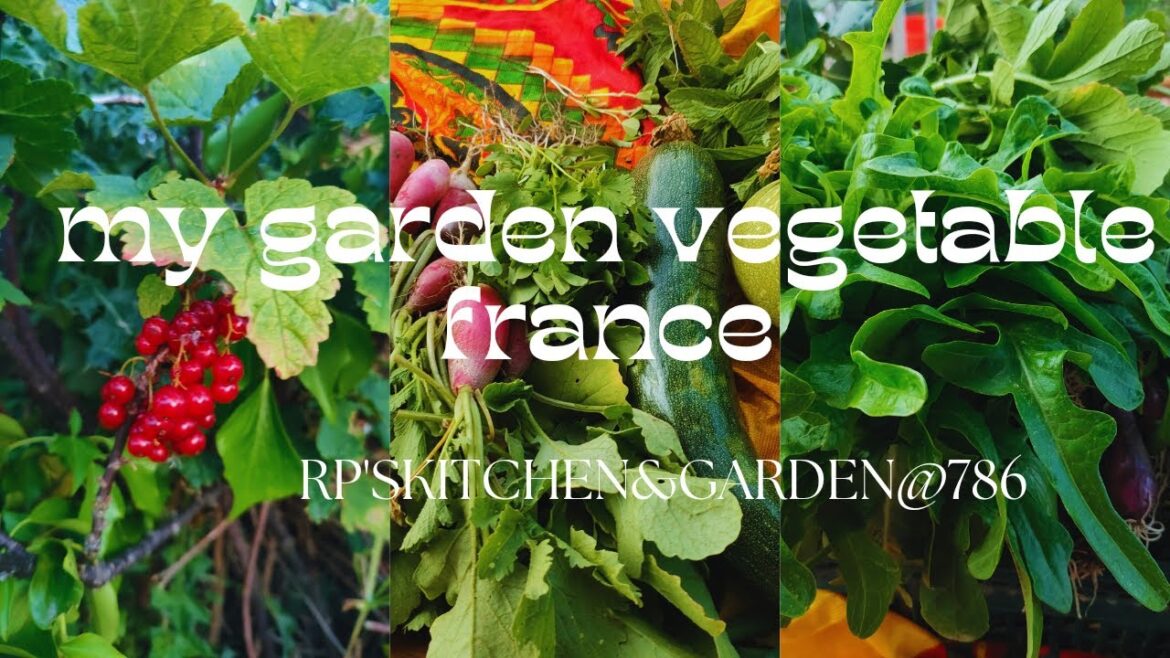 my garden vegetable france/ gardening in france by Rp’s kitchen & garden my garden vegetable france/ gardening in france by Rp's kitchen & garden