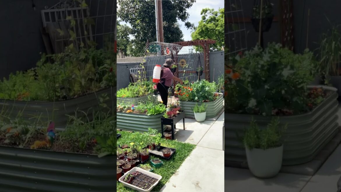 USE VEGGIE FERTILIZER TODAY! #howto #gardeningtips #viral #diy