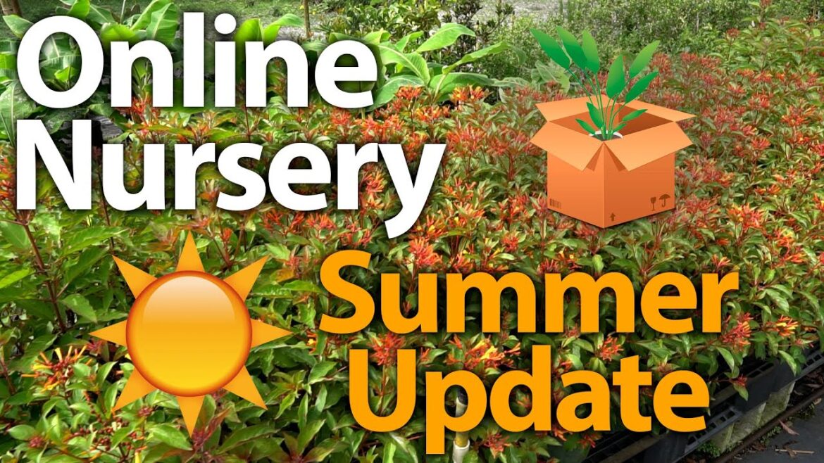 π±π΄π΅ Shipping Plants that Thrive in the Summer! (Online Nursery Update) π±π΄π΅ Shipping Plants that Thrive in the Summer! (Online Nursery Update)