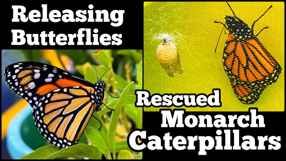 Monarch Butterflies Released in the Garden, Saved Caterpillars Raised in Tote w/Milkweed Emerging