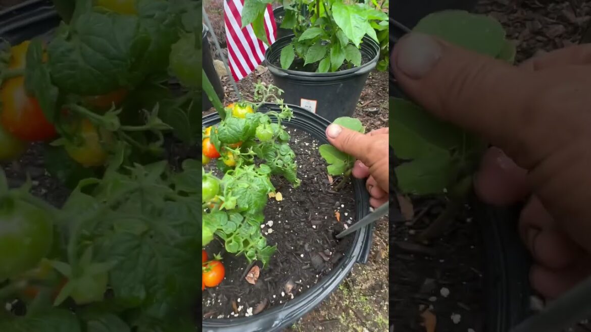 Take advantage and stick few cuttings with your plants 🪴 fig