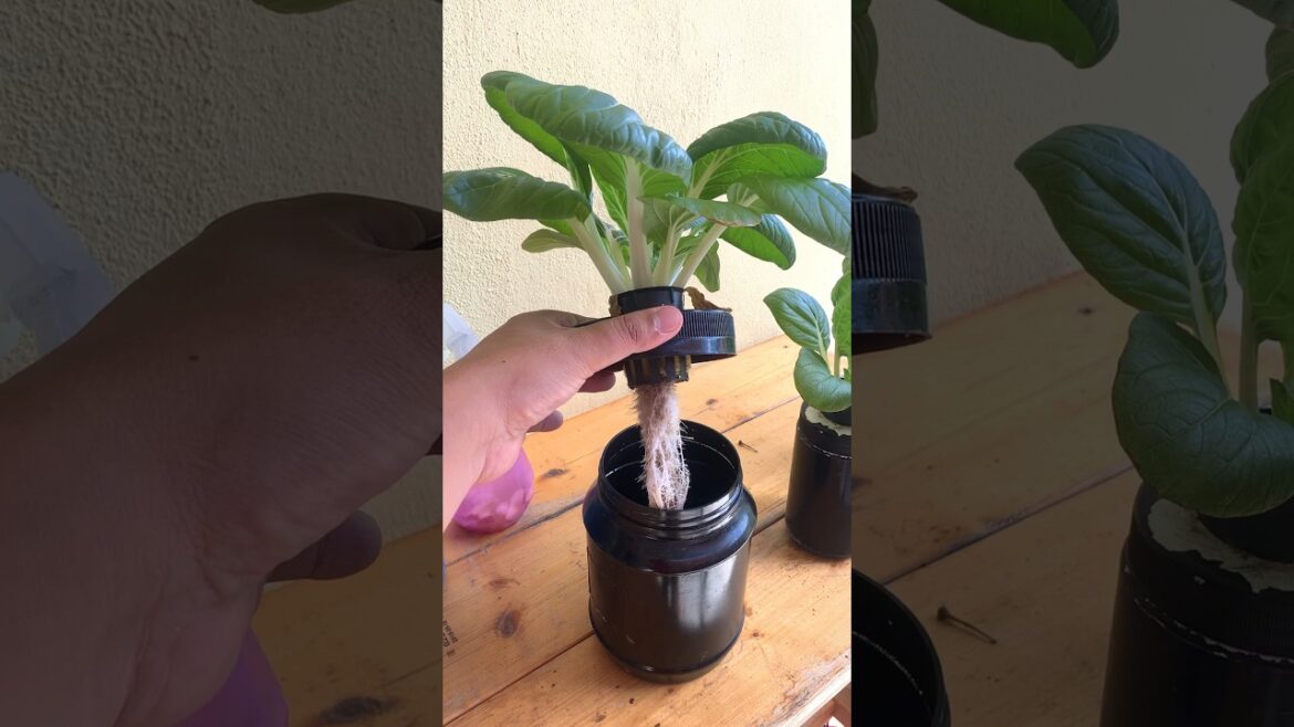 Hydroponic Vegetable Gardening: DIY Wick System Using Recycled Bottles