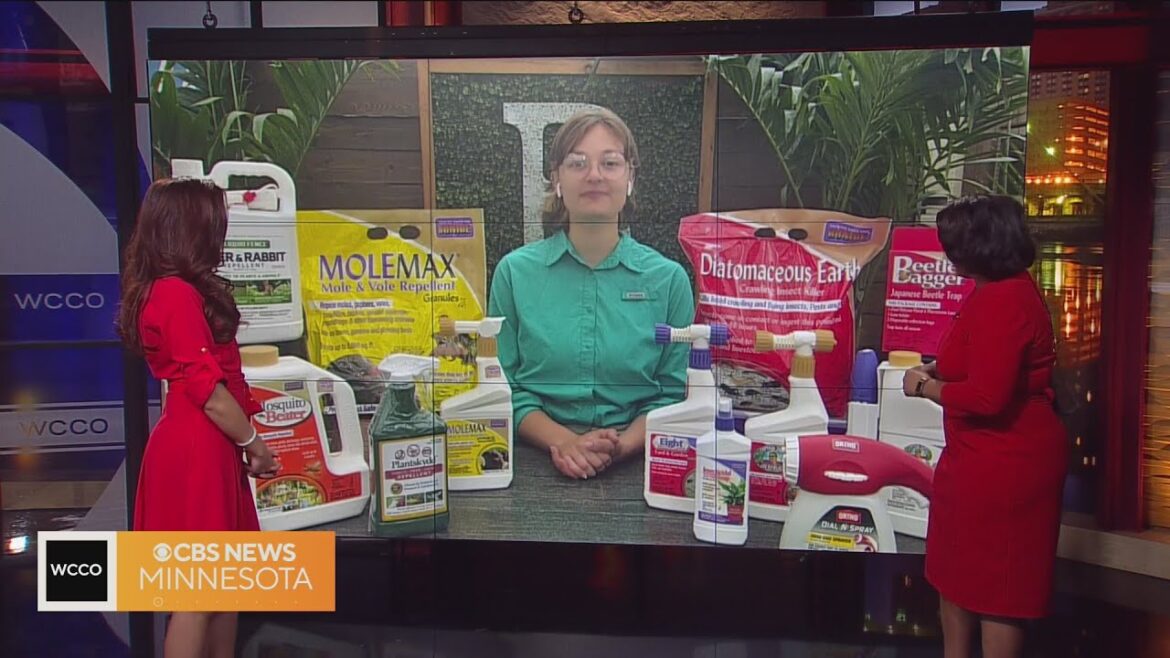 Gardening tips: Protecting your plants from pests and critters Gardening tips: Protecting your plants from pests and critters