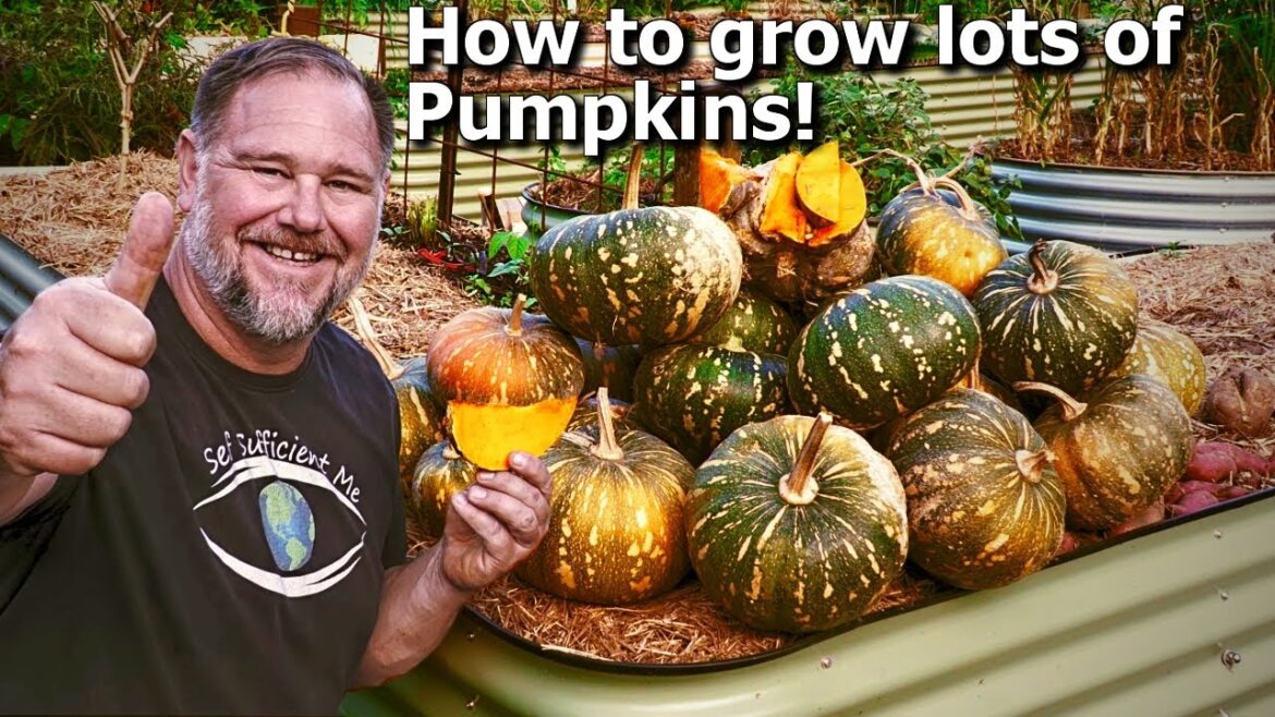 5 Tips How to Grow Ton of Pumpkins at Home 5 Tips How to Grow Ton of Pumpkins at Home