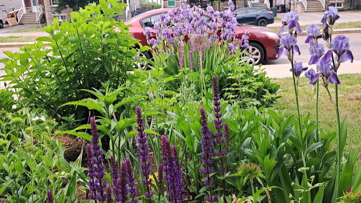 Perennial Front yard Garden Tour 2023 | Zone 5A Canada | New Blooms Everyday #gardentour #new Perennial Front yard Garden Tour 2023 | Zone 5A Canada | New Blooms Everyday #gardentour #new