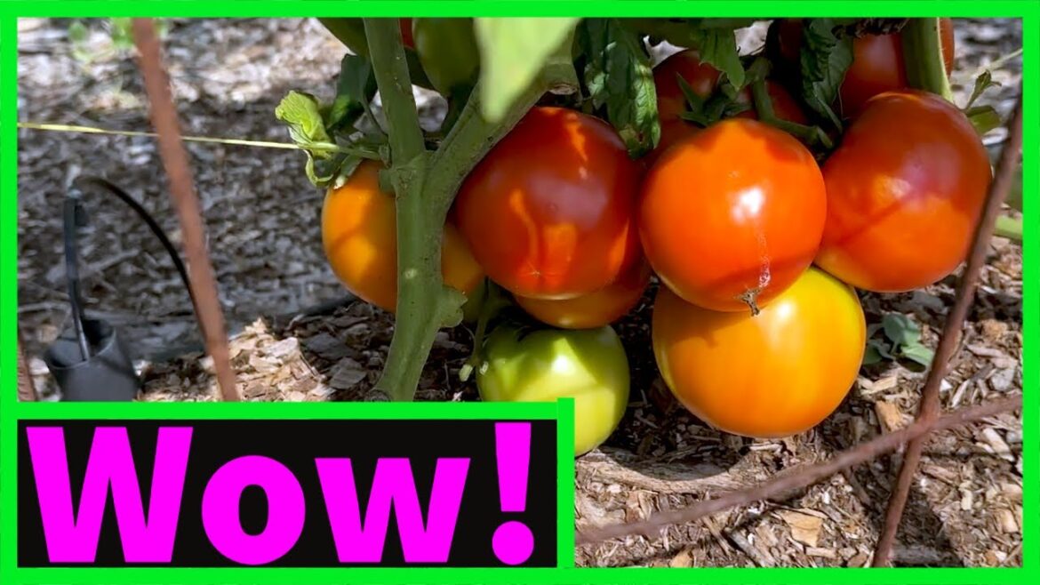 I’VE NEVER SEEN ANYTHING LIKE THIS! #ContainerGardening #OrganicGardening #Gardeninghacks I'VE NEVER SEEN ANYTHING LIKE THIS! #ContainerGardening #OrganicGardening #Gardeninghacks