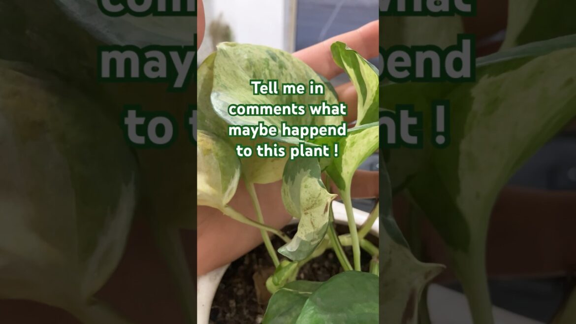 necessarily pothos plant care in worth place solution needed