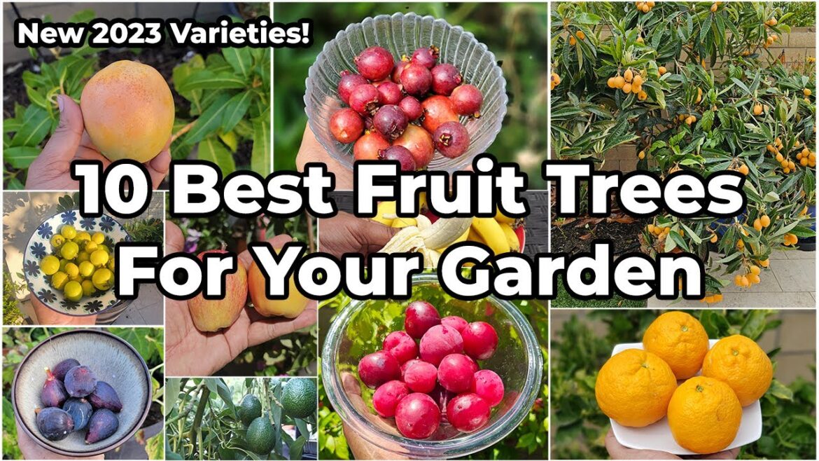 Unveiling the Secrets: Growing the Top 10 Best Fruit Tree Varieties in Your Garden! 🍏🥑🍓🍊🍈