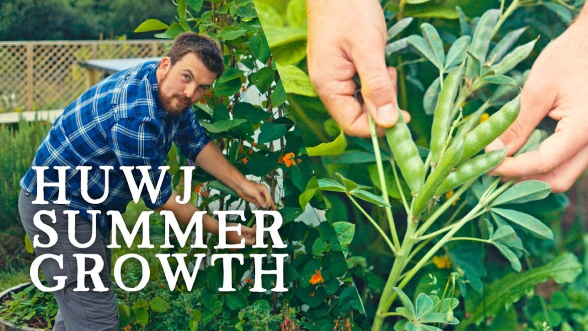 Huw Richards: I Left My Garden For a Week…What Happened?! | Huw’s Garden Diaries I Left My Garden For a Week...What Happened?! | Huw's Garden Diaries