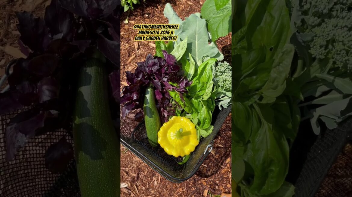 Organic Vegetable Garden Harvest - Container & Raised Bed Gardening #zone4