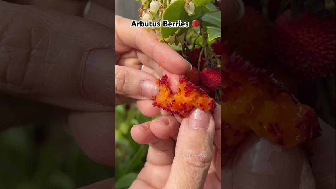 Irish Strawberry “Arbutus Berries” 🥵🍓 #shorts #fruitcutting #satisfying #shortvideo #beautiful