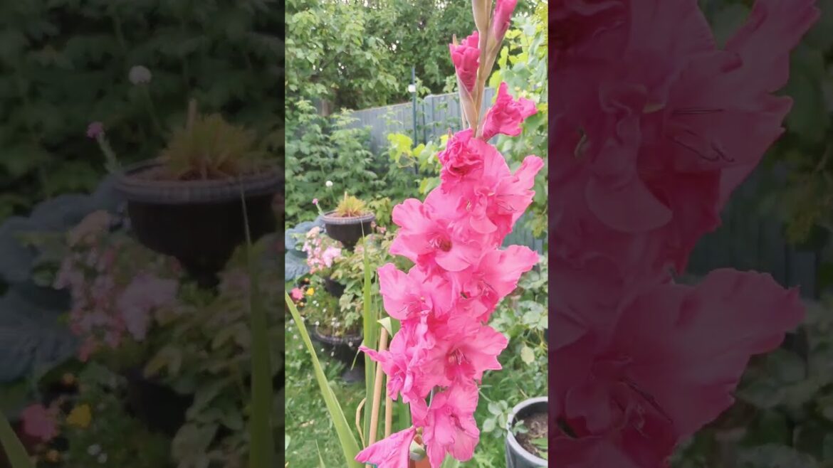 July flowers 🌺🌹🌺! #containergardening #gardening #containers