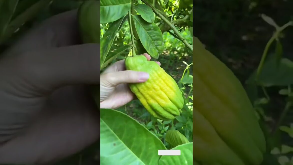 Reaxing 📷 |Fruits🍒🍓 Videos #shorts #shortsfeed