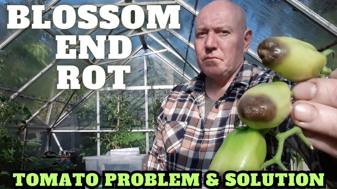 Blossom End Rot Tomato Problem & Fix [Gardening Allotment UK] [Grow Vegetables At Home ]