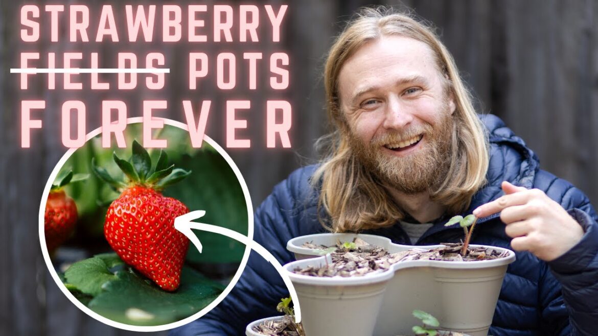 Planting Strawberries in Containers: Step-by-Step Guide for Beginners! 🍓