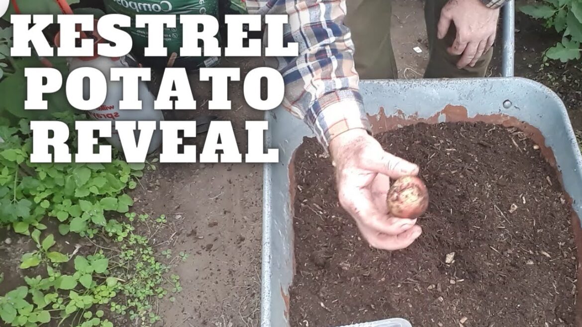 Kestrel Potato Reveal [Gardening Allotment UK] [Grow Vegetables At Home ]