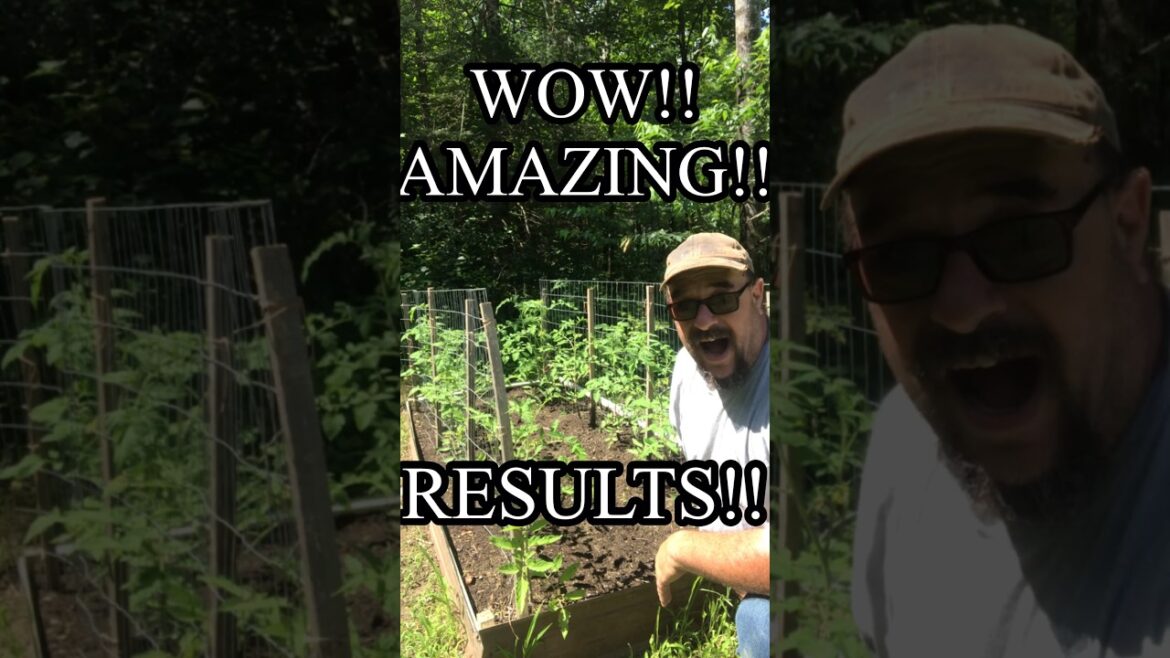 WOW AMAZING RESULTS #homestead #garden #homesteading #simple  #survival #homesteadgardens
