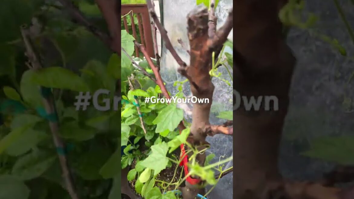 🍊🥒🍉#gardening # zone5 container gardening #prepping