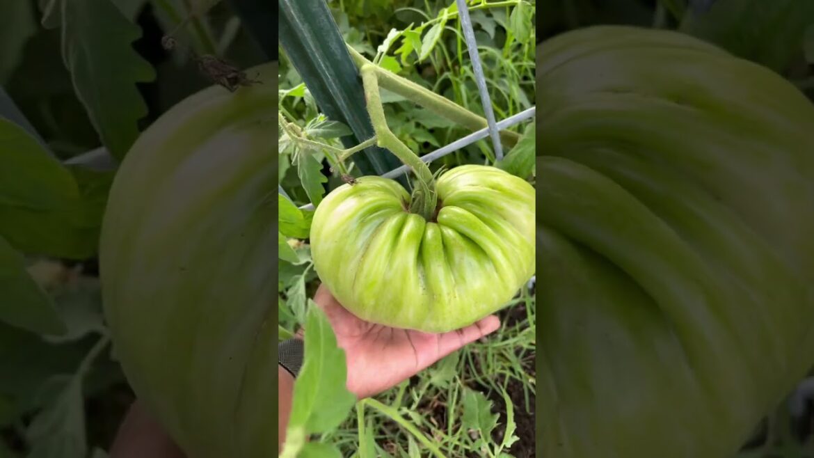 Have you ever seen tomatoes this large? #garden #backyardgardening #vegetable #gardening  #plant