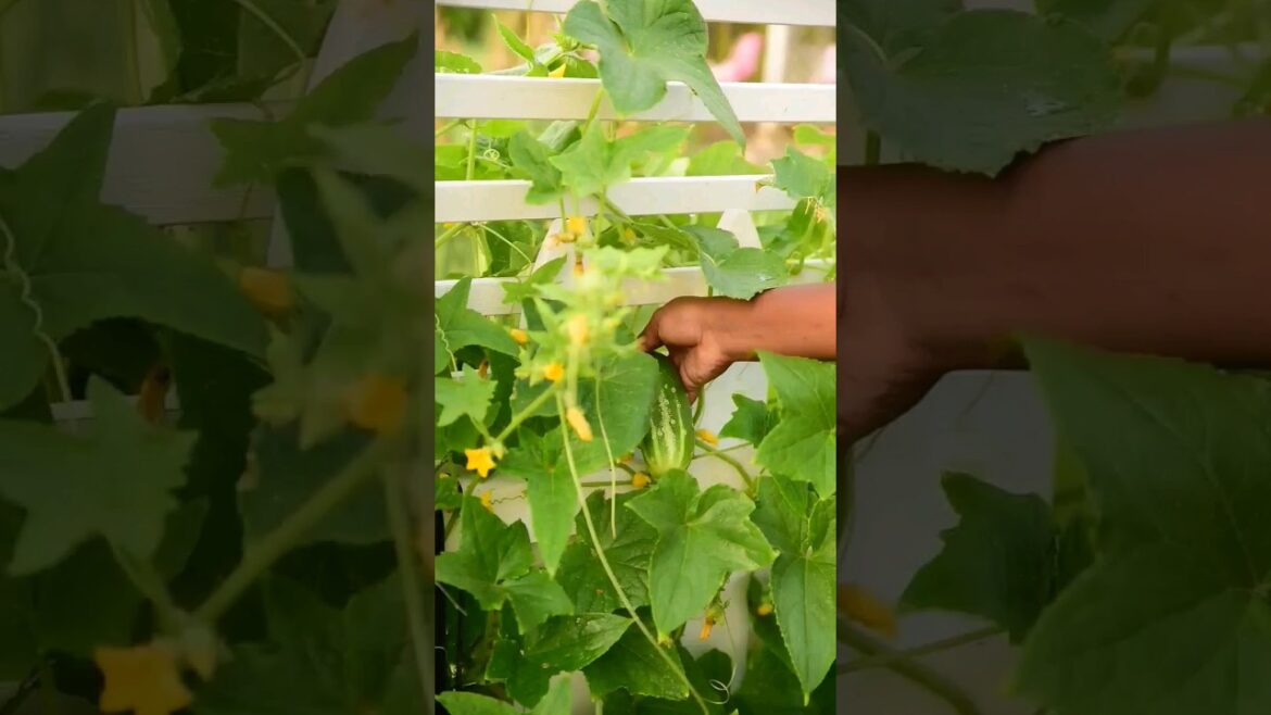 We have been harvesting cucumbers non-stop! ๐ #vegetablegardening We have been harvesting cucumbers non-stop! ๐ #vegetablegardening