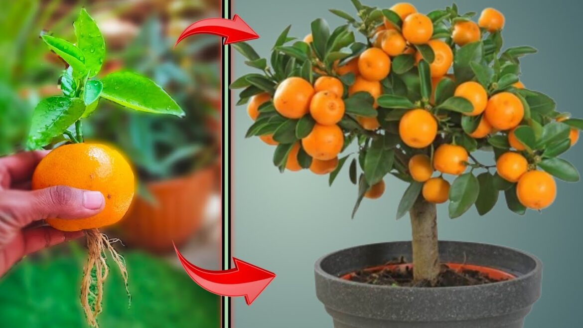 the method of growing orange tree from orange || how to grow orange tree