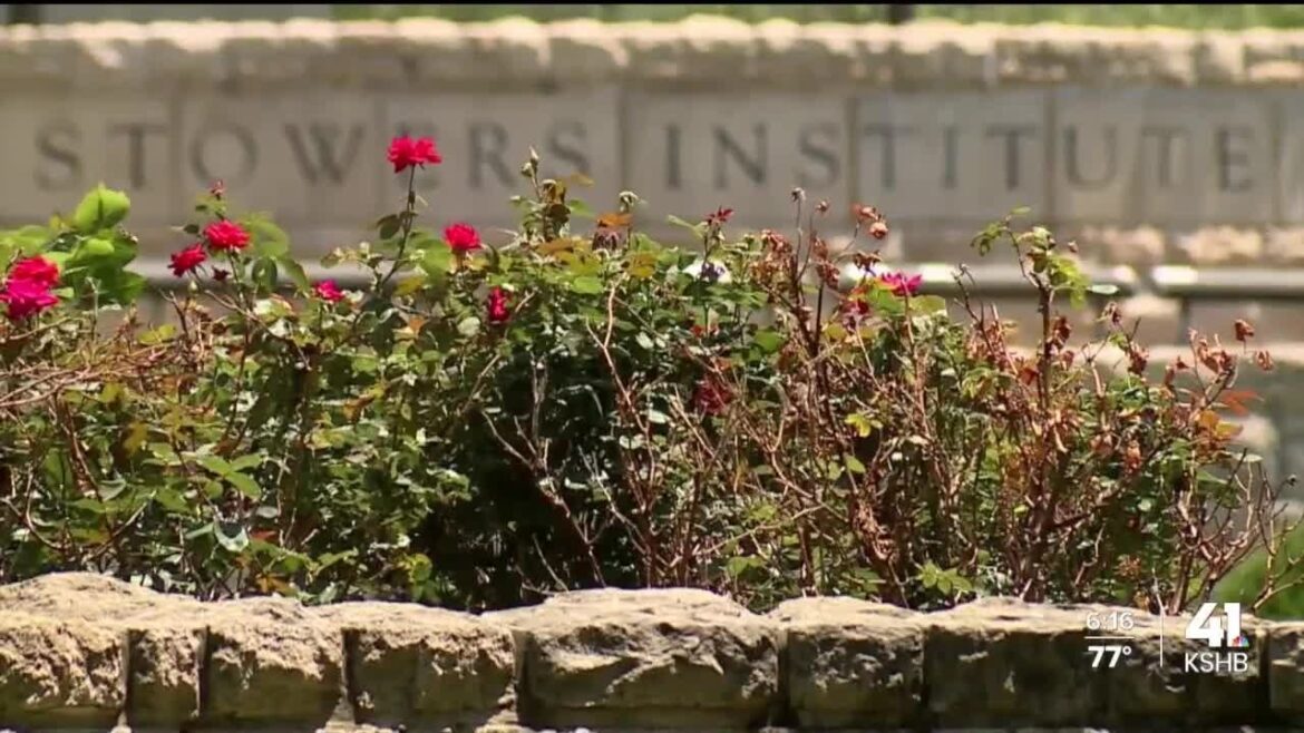 Kansas City scientists at Stowers Institute researching memory diseases find breakthrough