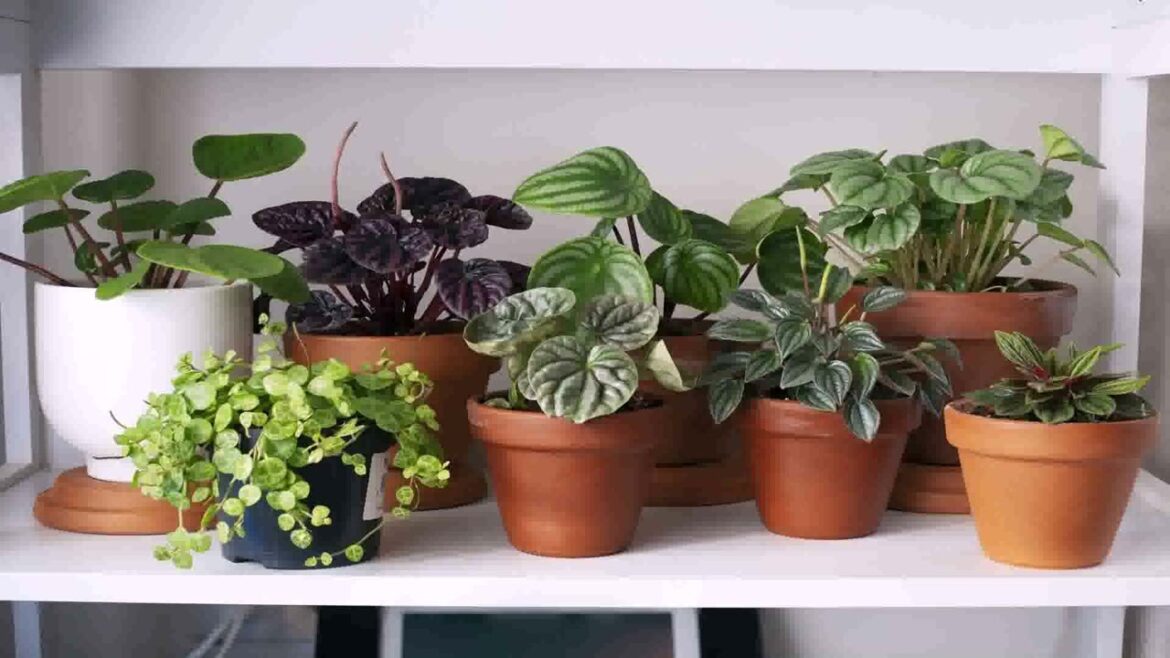 Indoor Garden Design Ideas