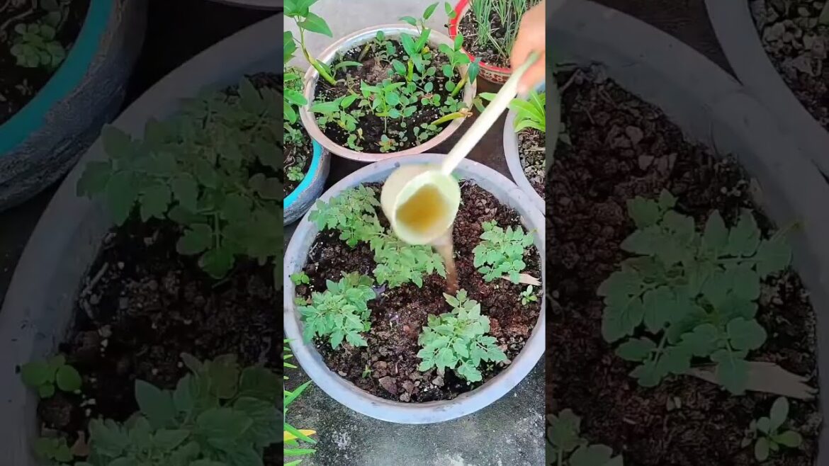 Garden Vlog from countryside with vegetable natural Garden Vlog from countryside with vegetable natural