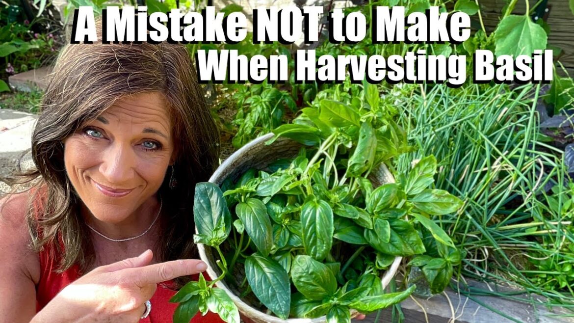 How NOT to Harvest Basil