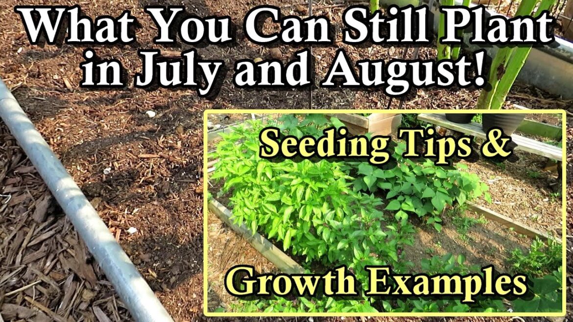 What to Plant in Your Garden in July and August: 10+ Plants You Can Direct Seed Now!