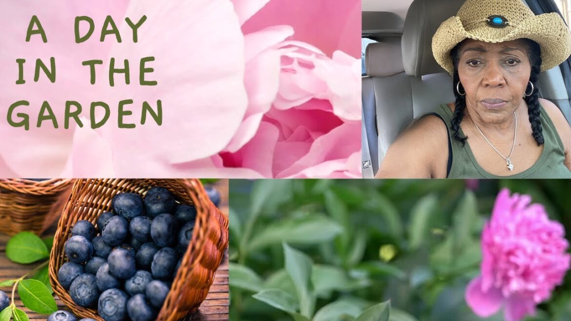 Captivating moments in my backyard garden: Peonies, blueberries, and unforgettable playtime