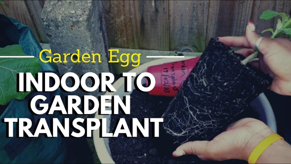 Do This To Make Sure Garden Egg (Eggplant) Grows Organically in the UK