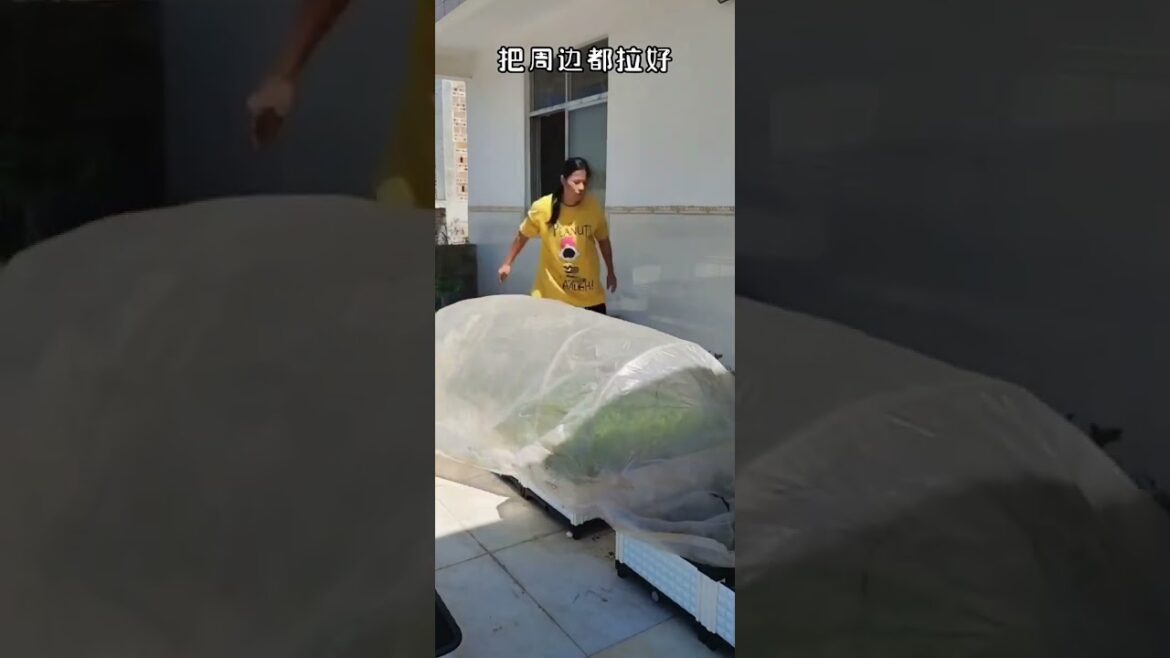 Garden Vlog  from countryside with vegetable natural