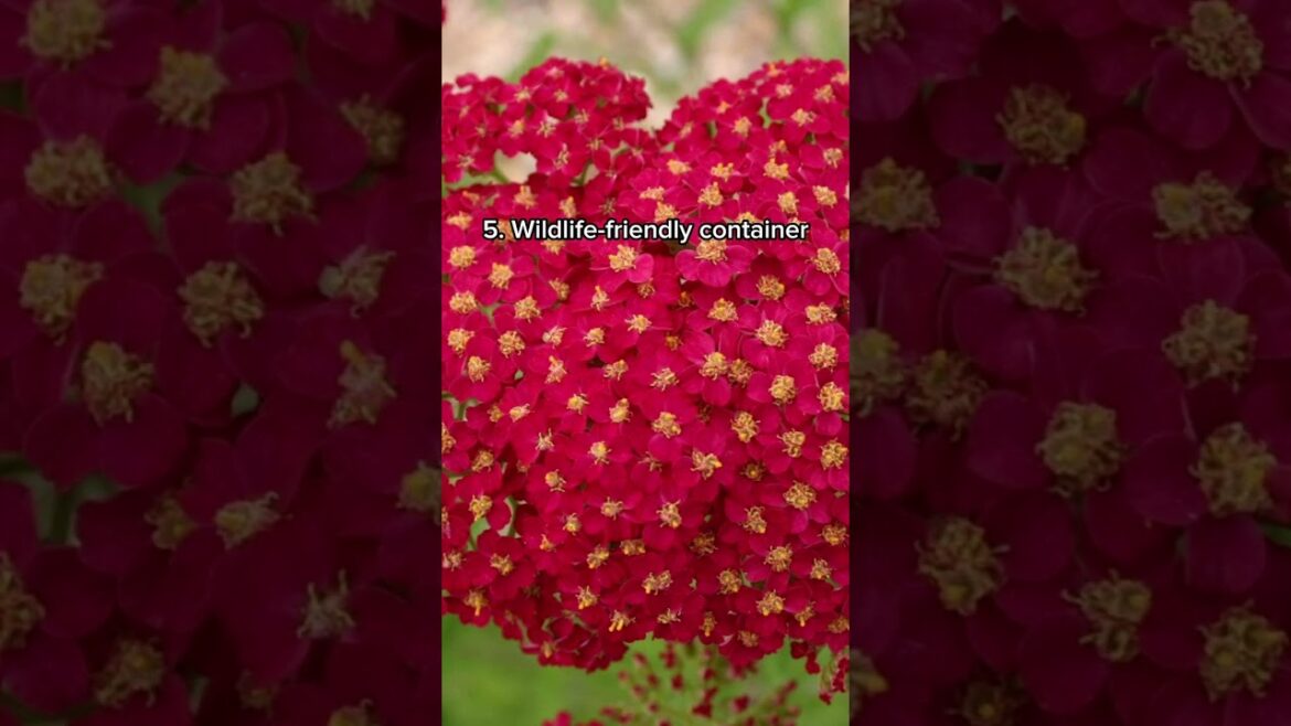 10 plant combination ideas for container gardens | House Beautiful