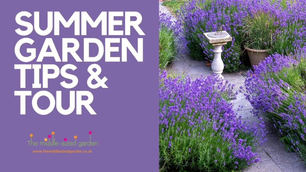 High summer garden tips & tour - lavender, thugs & re-vamping the border...
