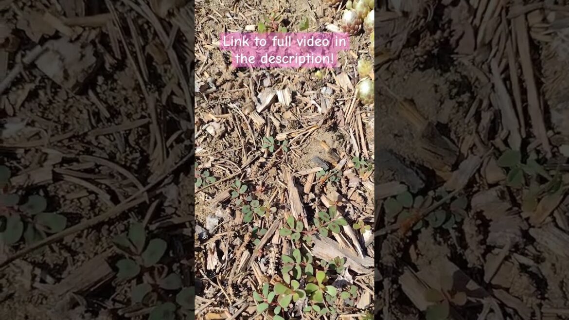 Edible or Poisonous? Which is which? #gardening #weeds