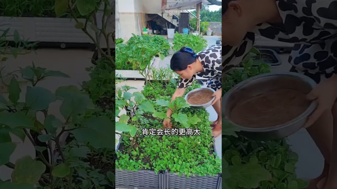 Garden Vlog from countryside with vegetable natural Garden Vlog from countryside with vegetable natural